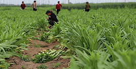 贡菜批发 贡菜批发